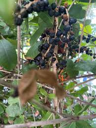 Attēlu rezultāti vaicājumam “Geranium bohemicum fruit”