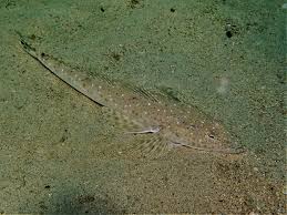 Image result for Platycephalus speculator