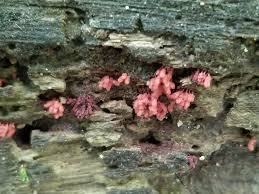 Attēlu rezultāti vaicājumam “Arcyria incarnata”