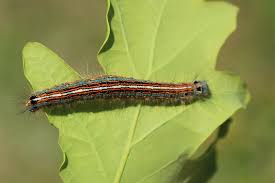 Attēlu rezultāti vaicājumam “Malacosoma neustria larva”