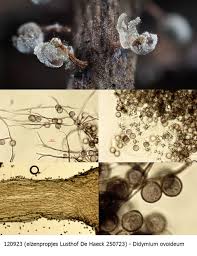 Attēlu rezultāti vaicājumam “Didymium proximum macro”