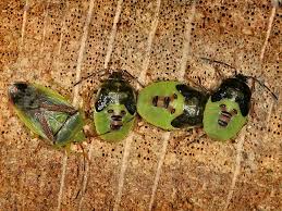 Attēlu rezultāti vaicājumam “Elasmostethus interstinctus nymph”