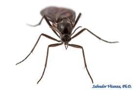 Attēlu rezultāti vaicājumam “Sciaridae”