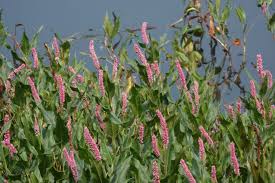 Attēlu rezultāti vaicājumam “Polygonaceae”