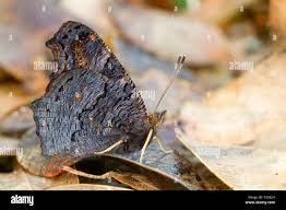 Attēlu rezultāti vaicājumam “Inachis io underside”