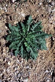 Attēlu rezultāti vaicājumam “Verbascum blattaria leaf”
