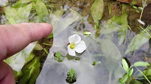 Attēlu rezultāti vaicājumam “Alisma gramineum flower”
