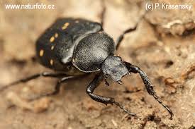 Attēlu rezultāti vaicājumam “Gnorimus variabilis”