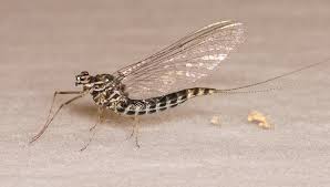 Attēlu rezultāti vaicājumam “Siphlonurus”