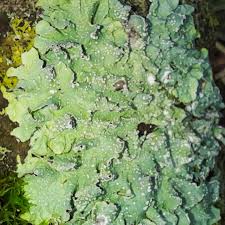 Attēlu rezultāti vaicājumam “Punctelia subrudecta”