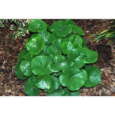 Attēlu rezultāti vaicājumam “Lignydium muscorum young”