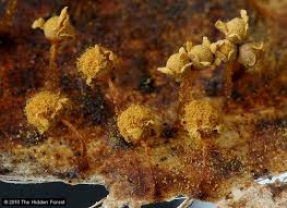 Attēlu rezultāti vaicājumam “Metatrichia floriformis stalked”