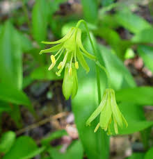 Attēlu rezultāti vaicājumam “Liliaceae”