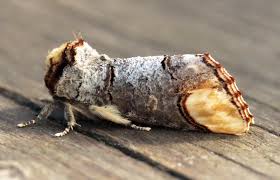 Attēlu rezultāti vaicājumam “Phalera bucephala imago”