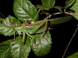 Attēlu rezultāti vaicājumam “Tettigoniodea”