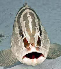 Image result for Epinephelus andersoni