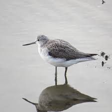 Attēlu rezultāti vaicājumam “Tringa nebularia”