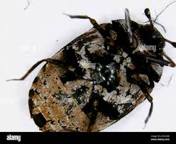 Attēlu rezultāti vaicājumam “Anthrenus scrophulariae”