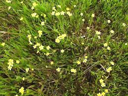 Attēlu rezultāti vaicājumam “Ranunculus flammula fruit”