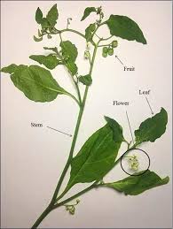 Attēlu rezultāti vaicājumam “Solanum nigrum”