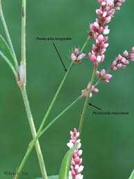 Attēlu rezultāti vaicājumam “Persicaria maculosa leaf”