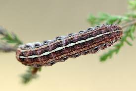 Attēlu rezultāti vaicājumam “Lycophotia porphyrea”