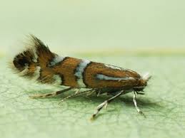 Attēlu rezultāti vaicājumam “Phyllonorycter sp.”