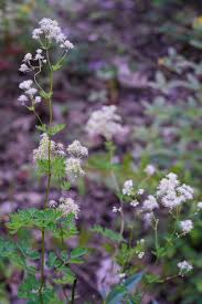 Attēlu rezultāti vaicājumam “Thalictrum”