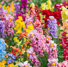 Attēlu rezultāti vaicājumam “Antirrhinum majus flower”