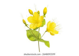 Attēlu rezultāti vaicājumam “Hypericum perforatum flower”
