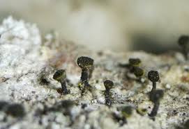 Attēlu rezultāti vaicājumam “Calicium adspersum”