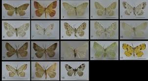 Attēlu rezultāti vaicājumam “Geometridae”