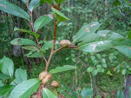 Attēlu rezultāti vaicājumam “Salix pentandra fruit”