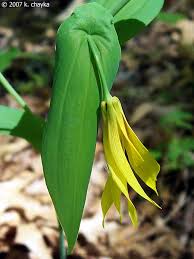 Attēlu rezultāti vaicājumam “Uvularia grandiflora flower”