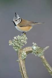 Attēlu rezultāti vaicājumam “Lophophanes cristatus”