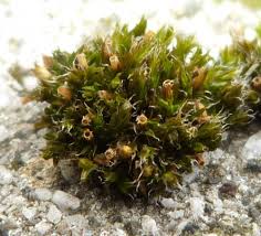 Attēlu rezultāti vaicājumam “Orthotrichum lyellii”