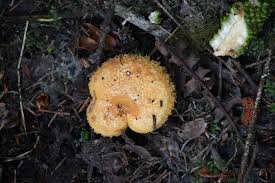 Attēlu rezultāti vaicājumam “Lactarius torminosus”