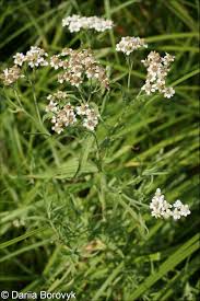 Attēlu rezultāti vaicājumam “Achillea salicifolia”