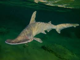 Image result for Sphyrna media