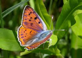 Attēlu rezultāti vaicājumam “Lycaena alciphron underside”