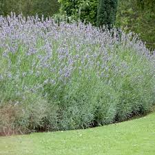 Image result for Lavendel