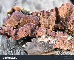 Attēlu rezultāti vaicājumam “Trichaptum abietinum”