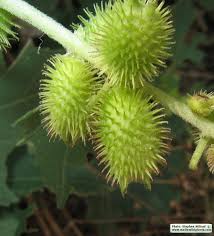 Attēlu rezultāti vaicājumam “Physarum xanthinum”