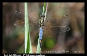 Attēlu rezultāti vaicājumam “Orthetrum cancellatum”