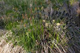 Attēlu rezultāti vaicājumam “Carex elata”