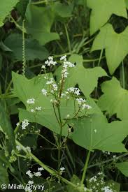 Attēlu rezultāti vaicājumam “Galium rivale”