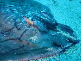 Image result for Raja undulata