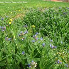 Attēlu rezultāti vaicājumam “Adoxus obscurus”
