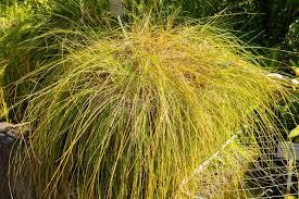 Attēlu rezultāti vaicājumam “Carex appropinquata”