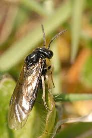 Attēlu rezultāti vaicājumam “Pristiphora maesta”